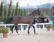 Clintige Tosc Tour2013- S5 1691 : Arezzo, Cavalli d'Italia, Clintige, Toscana Tour 2013, foto di Stefano Secchi ©